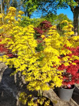 Acer Palmatum Orange dream Nr.18 / wie ein Sonnenschein im Garten.