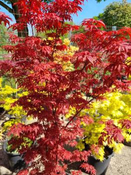 Roter Fächerahorn Acer ´skeeters 'broom' 180 cm genau diesen Nr.11