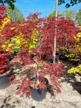 A-Palmatum-Garnet-hochstamm-Nr-9