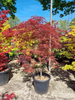 A.Palmatum Garnet hochstamm Nr.8