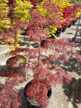 Acer Palmatum Garnet Nr.12 / schirmförmiger Fächerahorn rot.