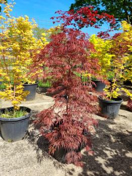A-Palmatum-Garnet-Nr-13