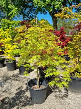 Acer Palmatum Dissectum Nr.10