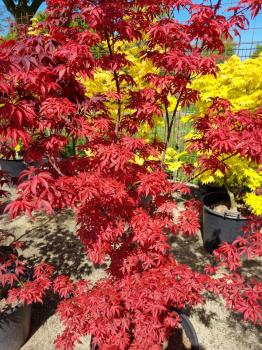 Roter Fächerahorn Acer ´skeeters 'broom' 200 cm genau diesen Nr.21