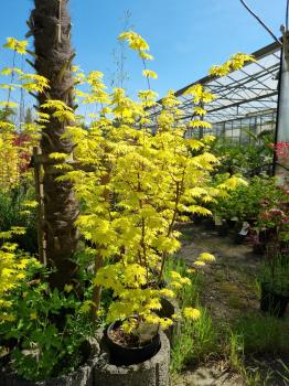 Goldahorn-Acer-shirasawanum-Jordan-Nr-22