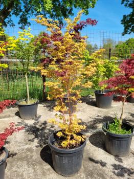 A-Palmatum-Sangokaku-Nr-25
