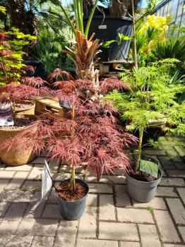 Acer Palmatum Garnet 70/80cm