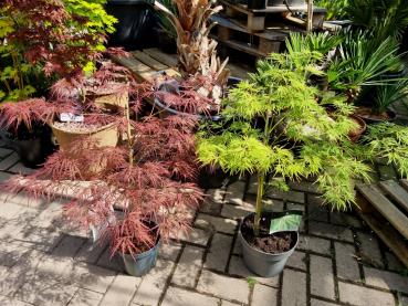 Acer Palmatum Garnet - Roter Fächerahorn - Schirmförmig wachsend - 70/80 cm.