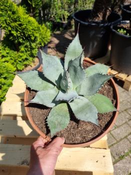 Winterharte-Agave-parryi-var-parryi-Nr-102