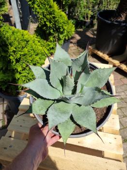 Winterharte-Agave-parryi-var-parryi-Nr-103