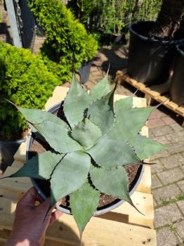 Winterharte-Agave-parryi-var-parryi-Nr-104