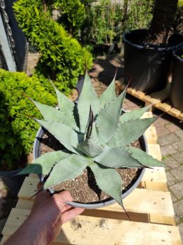 Winterharte-Agave-Neomexicana-Nr-105