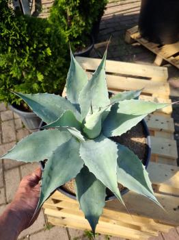 Winterharte-Agave-ovatifolia-Nr-108