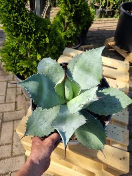 Winterharte-Agave-ovatifolia-Nr-109