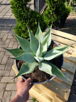 Winterharte-Agave-Neomexicana-Nr-110