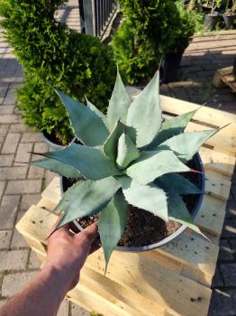 Winterharte-Agave-parryi-var-parryi-Nr-111