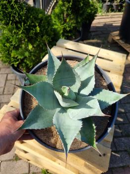 Winterharte-Agave-ovatifolia-Nr-112
