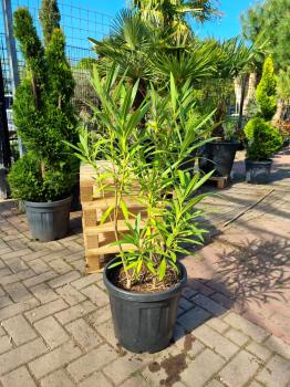 Oleander-rosa-Nr55
