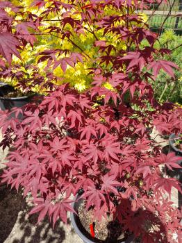 Roter Fächerahorn 175cm - A.Palmatum Bloodgood Nr.26