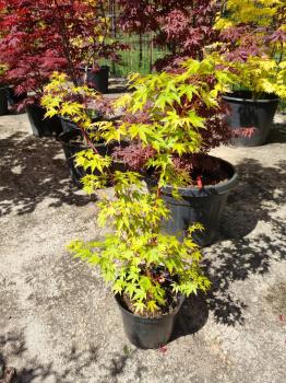 Acer-Palmatum-sangokaku-Nr29