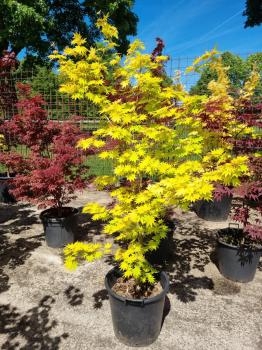 Goldahorn-Acer-shirasawanum-Jordan-Nr-44