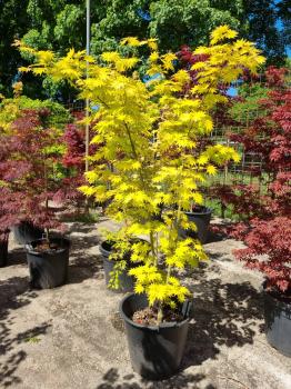 Goldahorn-Acer-shirasawanum-Jordan-Nr-32