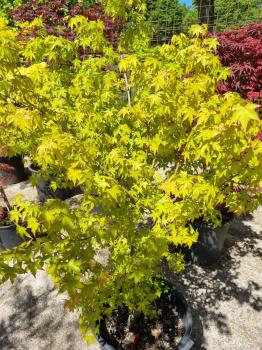 Roter Fächerahorn 160cm - Acer Palmatum Nr.33