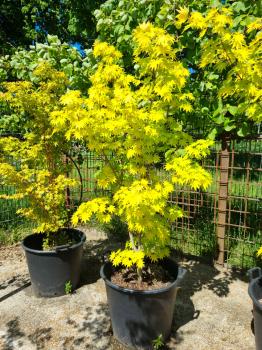 Goldahorn-Acer-shirasawanum-Jordan-Nr-36