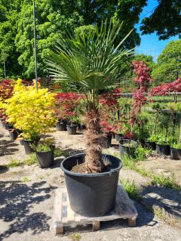 Trachycarpus-Fortunei-202