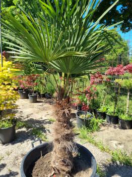 Winterharte Hanfpalme Trachycarpus Fortunei 200 cm - genau den im Bild - Nr.202