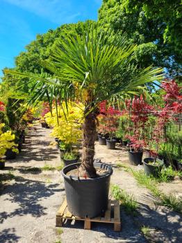 Trachycarpus-Fortunei-201