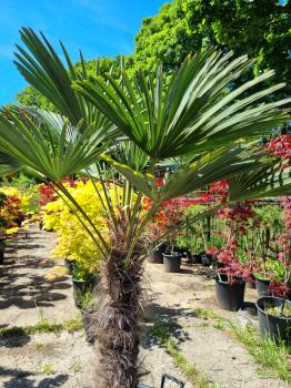 Winterharte Hanfpalme Trachycarpus 170cm ↑ genau diesen im Bild ↑ Wagnerianus Nr.203