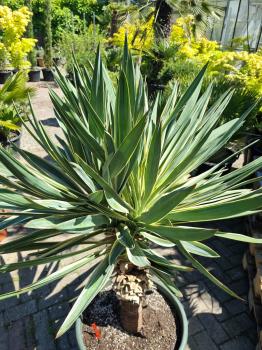 Yucca gloriosa variegata 160 cm XL - genau diesen im Bild.