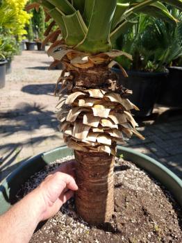 Yucca gloriosa variegata 160 cm XL - genau diesen im Bild.