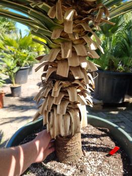 Yucca gloriosa variegata 160 cm XL - genau diesen im Bild.