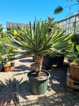 Yucca-Gloriosa-variegata-2