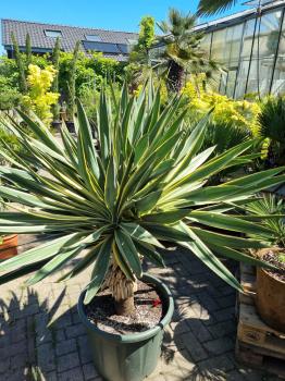 Yucca gloriosa variegata 160 cm XL - genau diesen im Bild.