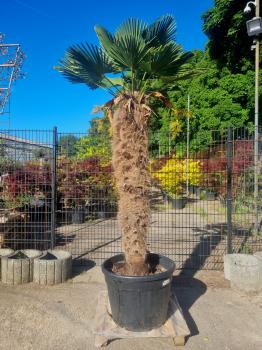 Hanfpalme-Trachycarpus-Wagnerianus-205