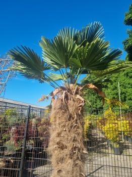 Winterharte Hanfpalme Trachycarpus 255cm ↑ genau diesen ↑ Wagnerianus Nr.205