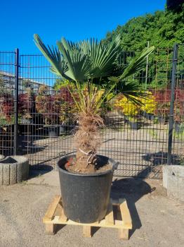 Hanfpalme-Trachycarpus-Wagnerianus-206