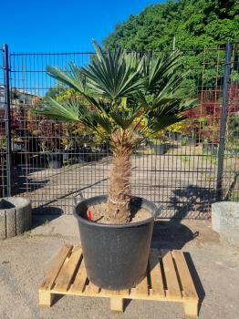 Hanfpalme-Trachycarpus-Wagnerianus-207