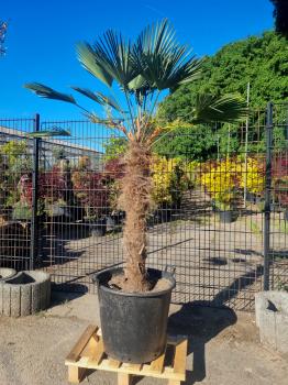Hanfpalme-Trachycarpus-Wagnerianus-208