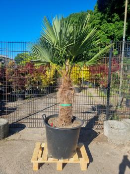 Trachycarpus-Fortunei-209
