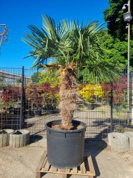 Trachycarpus-Fortunei-210