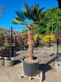 Hanfpalme-Trachycarpus-Wagnerianus-212