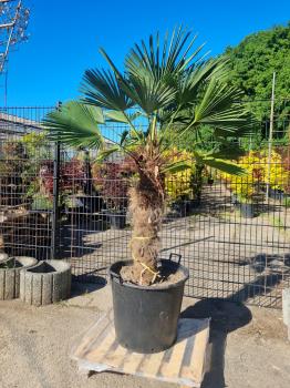 Hanfpalme-Trachycarpus-Wagnerianus-213