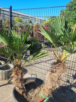 Winterharte Hanfpalme Trachycarpus 160cm ↑ genau diesen im Bild ↑ Wagnerianus Nr.214