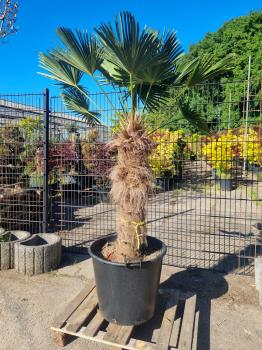 Hanfpalme-Trachycarpus-Wagnerianus-215
