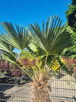 Winterharte Hanfpalme Trachycarpus 190cm ↑ genau diesen im Bild ↑ Wagnerianus Nr.215