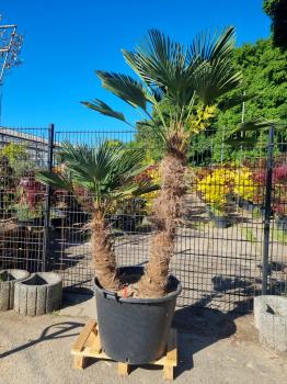 Hanfpalme-Trachycarpus-Wagnerianus-217